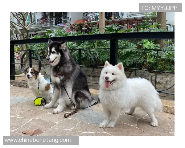 萨摩耶犬与足球明星的精彩瞬间分享,萌宠与运动的完美结合